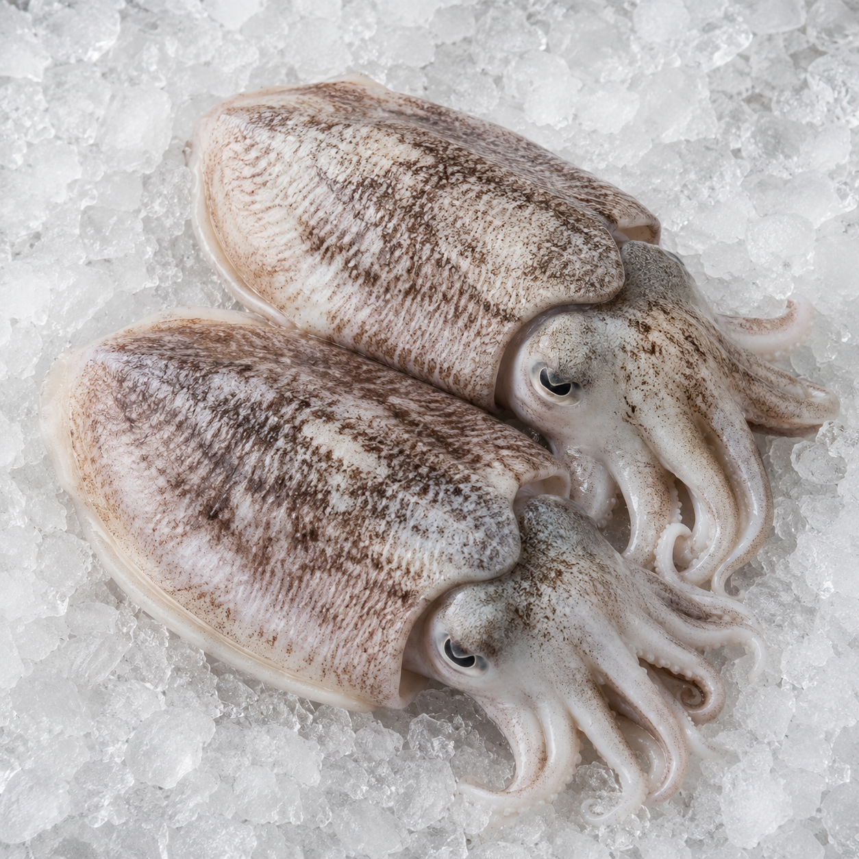 Fish Cuttle